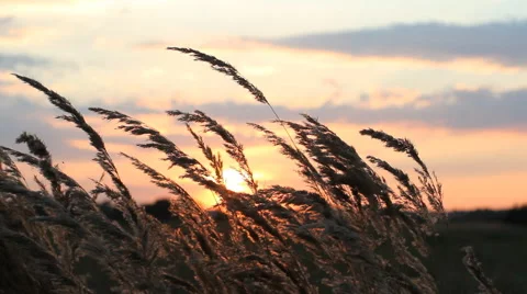 Beautiful pink and gray clouds on a background of golden ears of dry grass. Stock Footage 67629075