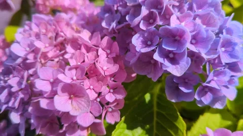 Beautiful pink and lilac blooming clusters of hydrangea flowers with green leave Stock Footage 314234553
