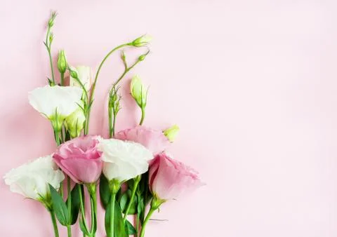 Beautiful pink and white eustoma flower (lisianthus) in full bloom with green Stock Photos
