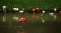 Beautiful pink and white flamingo birds eating and relaxing in water HD Footage