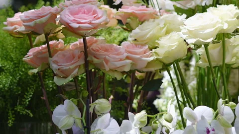 Beautiful pink and white roses swaying gently in the breeze Stock Footage 336385168