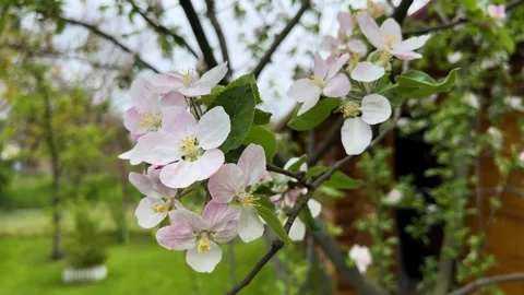 Beautiful pink apple tree blooms in the garden of small wooden cabin Vídeo Stock 243939261