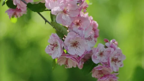 Beautiful Pink Apple Tree Branch Blooming in Spring Garden Stock Footage 345203344