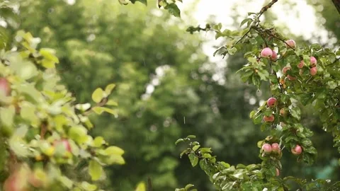Beautiful pink apples growing on tree in the garden under summer heavy rain. Stock Footage 197934660
