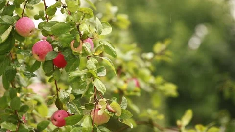 Beautiful pink apples growing on tree in the garden under summer heavy rain. Stock Footage 197936159