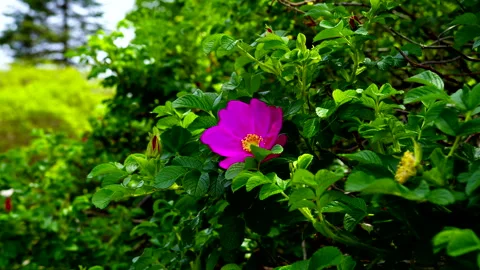 Beautiful Pink Beach Rose Flower in Acadia National Park 4K Stock Footage 156421653