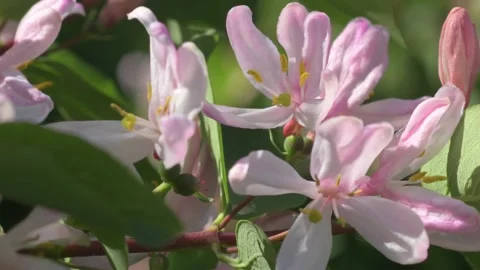 Beautiful pink blossom tree. macro shot Stock Footage 242450767