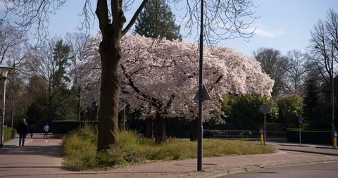 Beautiful pink blossoming tree during spring in the city of Helmond Stock Footage 127060870