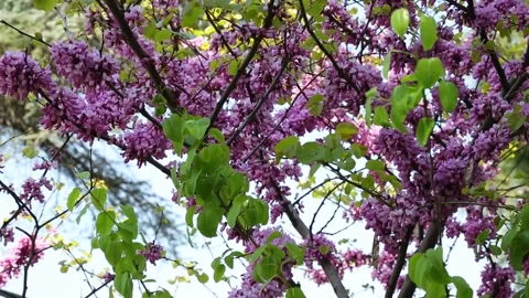 Beautiful Pink Blossoms On A Flowering Tree In Spring Stock Footage 344072923