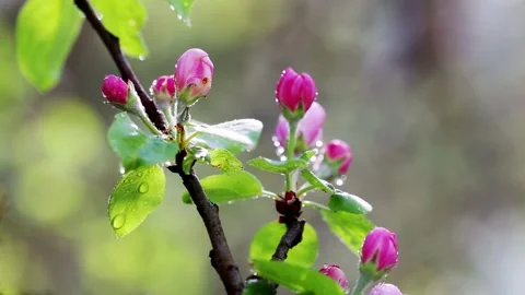 Beautiful pink buds on an apple tree branch with raindrops against the Stock Footage 312596093