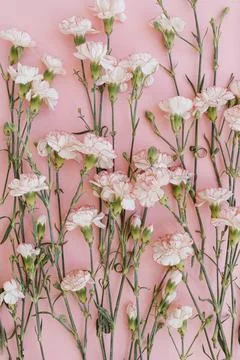 Beautiful pink carnation flowers pattern on pink background. Elegant flat lay Stock Photos