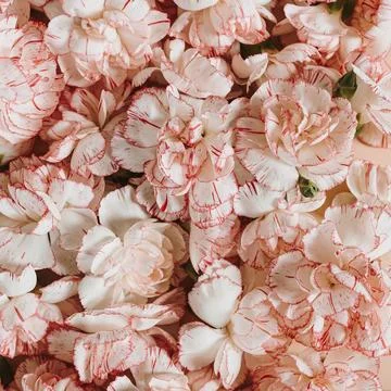 Beautiful pink carnation flowers pattern. Elegant floral composition Stock Photos