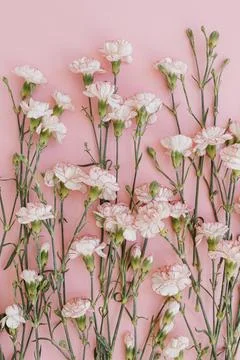 Beautiful pink carnation flowers pattern on pink background. Elegant flat lay Stock Photos