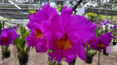 Beautiful Pink Cattleya blooming on tree. Vídeo Stock 293660111