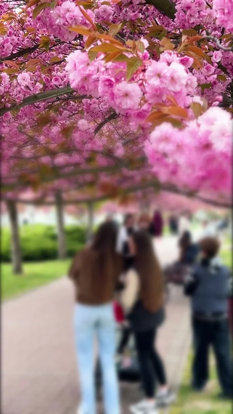 Beautiful pink cherry blossom tree blooms in springtime. Stock Footage 338238343
