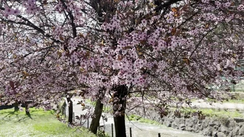 Beautiful pink cherry blossom tree in full bloom by a park path Stock Footage 340079476