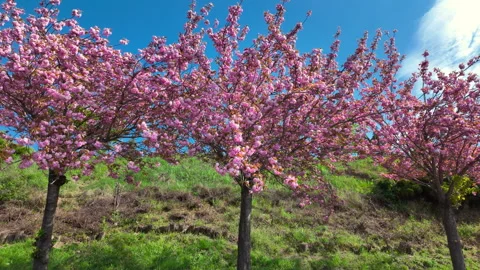 Beautiful Pink Cherry Blossom Trees Blooming In Spring Park Under Blue Sky Stock Footage 339075281