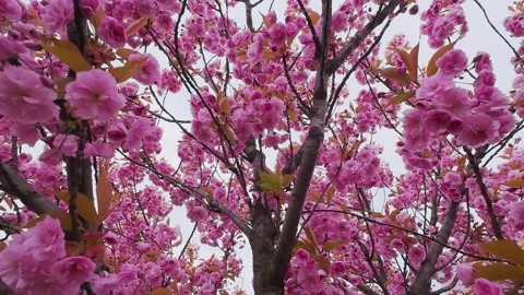 Beautiful pink cherry blossoms bloom in close up view. Stock Footage 337940902