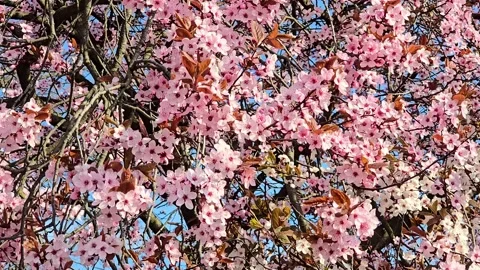 Beautiful pink cherry blossoms blooming on branches under a clear blue sky Stock Footage 332178796
