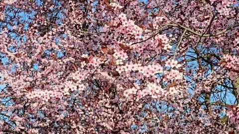 Beautiful pink cherry blossoms blooming on branches under a clear blue sky Stock Footage 332178799