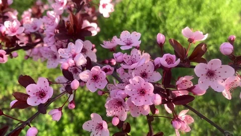 Beautiful pink cherry blossoms Vídeos de archivo 332657287