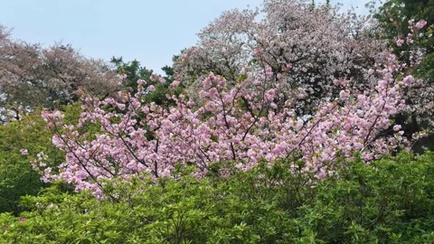 Beautiful pink cherry blossoms. Видео 334579221