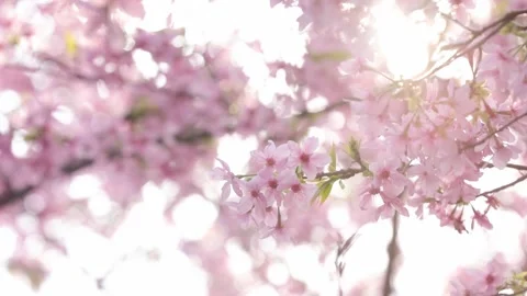 Beautiful pink cherry blossoms in full bloom under soft sunlight Stock Footage 341933393
