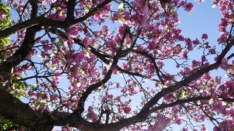 Beautiful pink cherry blossoms in spring with lens flare through branches Stock Footage 104984584