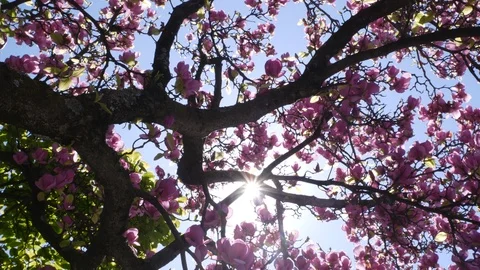 Beautiful pink cherry blossoms in spring. Rotating shot with lens flare Stock Footage