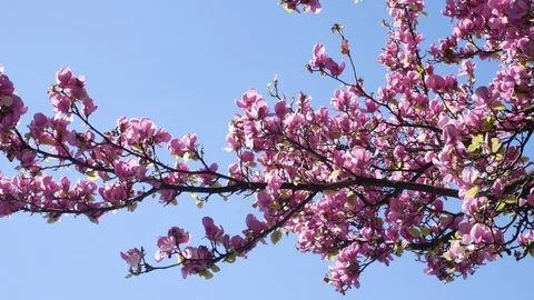 Beautiful pink cherry blossoms in spring, on a tree branch. Panning shot. Stock Footage 105010176