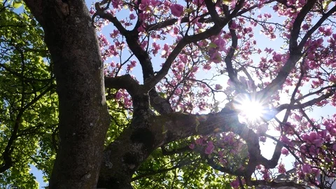 Beautiful pink cherry blossoms in spring. Rotating shot with lens flare Stock Footage 105011381