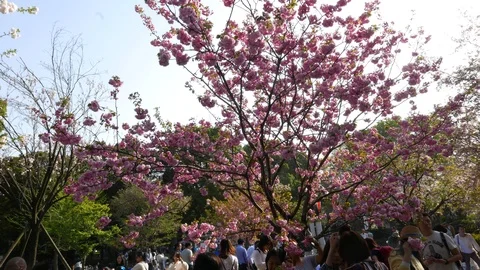 Beautiful pink cherry blosson at Ueno park, Tokyo, Japan Stock Footage 90967067