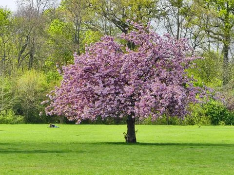 Beautiful pink cherry tree Stock Photos
