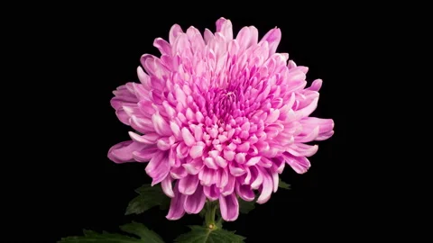 Beautiful Pink Chrysanthemum Flower Opening 库存影片 162562353