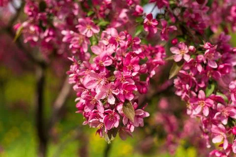 Beautiful pink crabapple blossoms hanging on branch in spring garden. Lush .. Stockfoto's