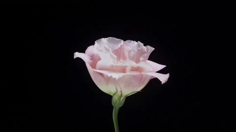 Beautiful pink eustoma flower rotating on a black background. Close up shot Stock Footage 135931247