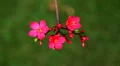 Beautiful pink exotic and tropical flower HD Footage