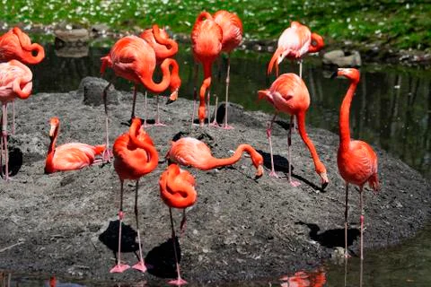 Beautiful pink flamingo. Stock Photos