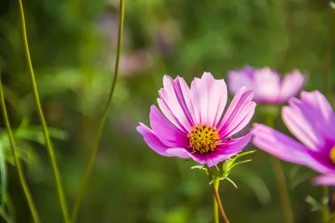 Beautiful Pink Flower close up Stock Photos