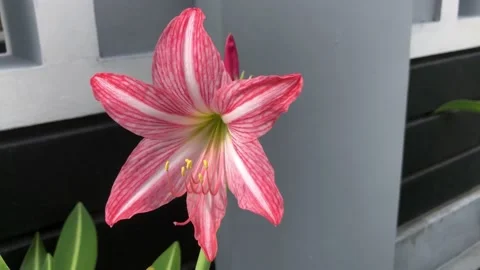 Beautiful Pink Flower Stock Footage 221846592