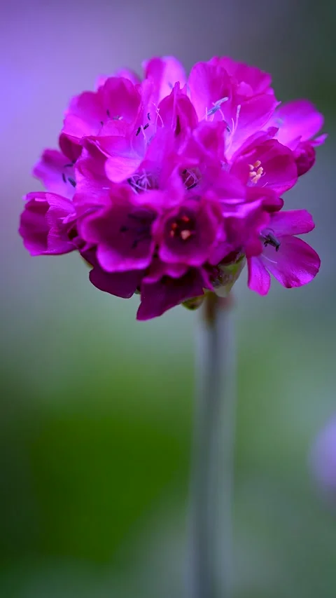A Beautiful Pink Flower Stock Footage 241265185