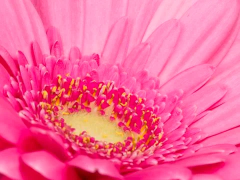 Beautiful pink flower gentle gerbera Stock Photos