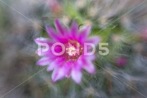 Beautiful pink flower out of focus. Stock Photos