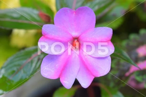 Beautiful pink flower Stock Photos