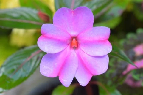 Beautiful pink flower Stock Photos
