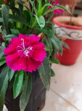 Beautiful pink flower Stock Photos