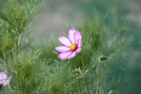 Beautiful pink flower on a plant Stock Photos