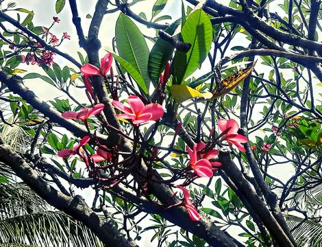 Beautiful Pink flower tree Stock Photos