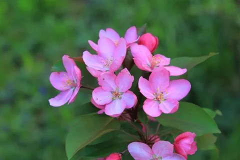 Beautiful pink flowers blooming in spring apple Stock Photos