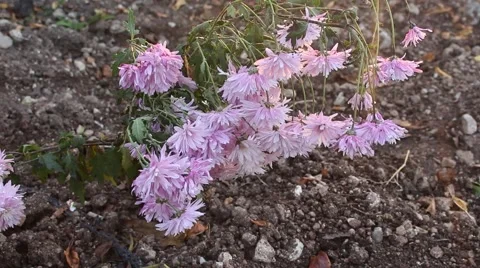 Beautiful pink flowers. Stock Footage 44271442